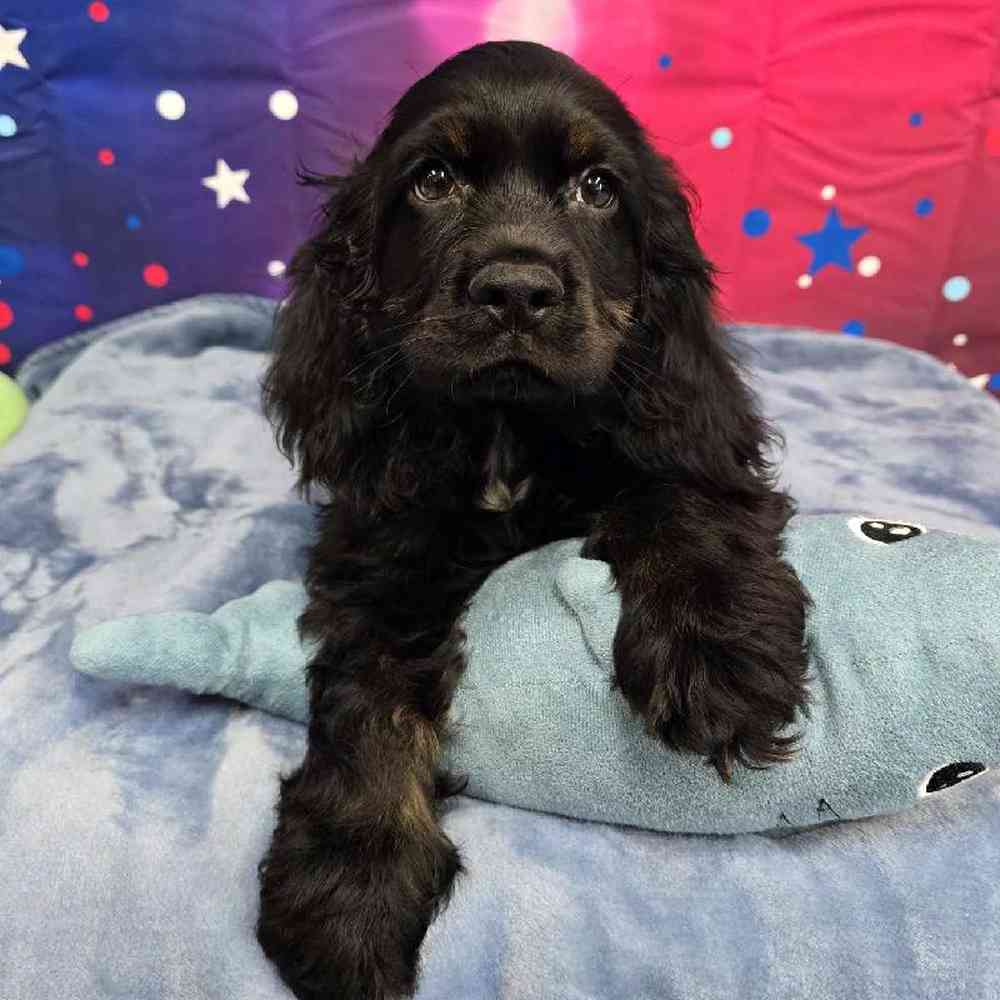 Male Cocker Spaniel Puppy for Sale in Virginia Beach, VA