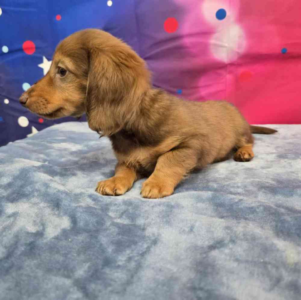Female Dachshund Puppy for Sale in Virginia Beach, VA