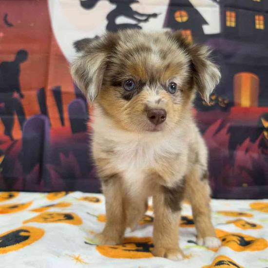 Toy Australian Shepherd 