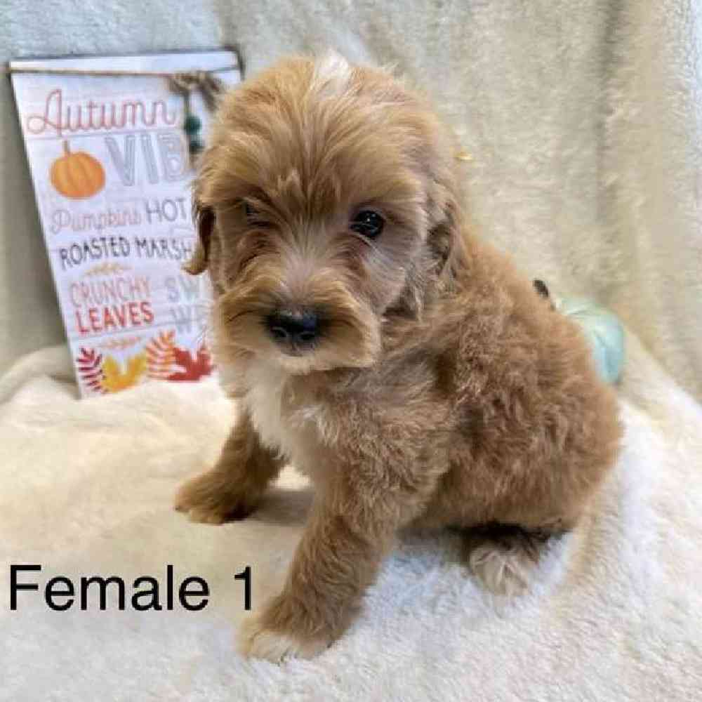 Female Mini Goldendoodle Puppy for Sale in Virginia Beach, VA