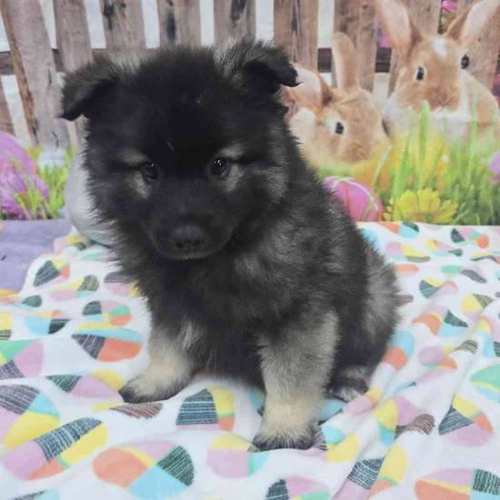 Keeshond