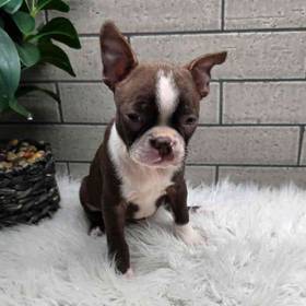 Boston Terrier