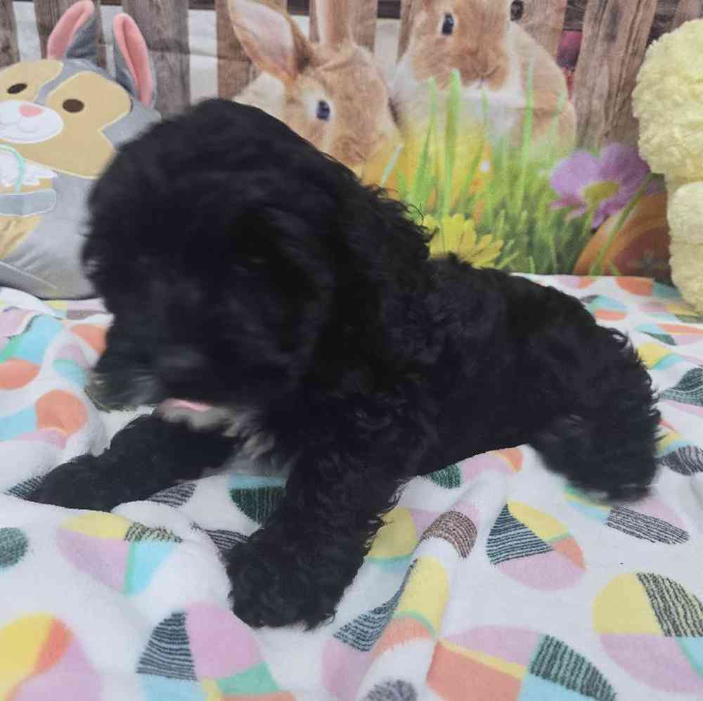 Female Cockapoo Puppy for Sale in Virginia Beach, VA