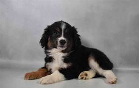 Mini Aussie