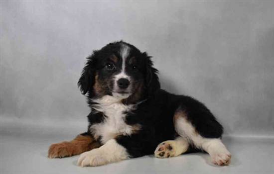 Mini Aussie