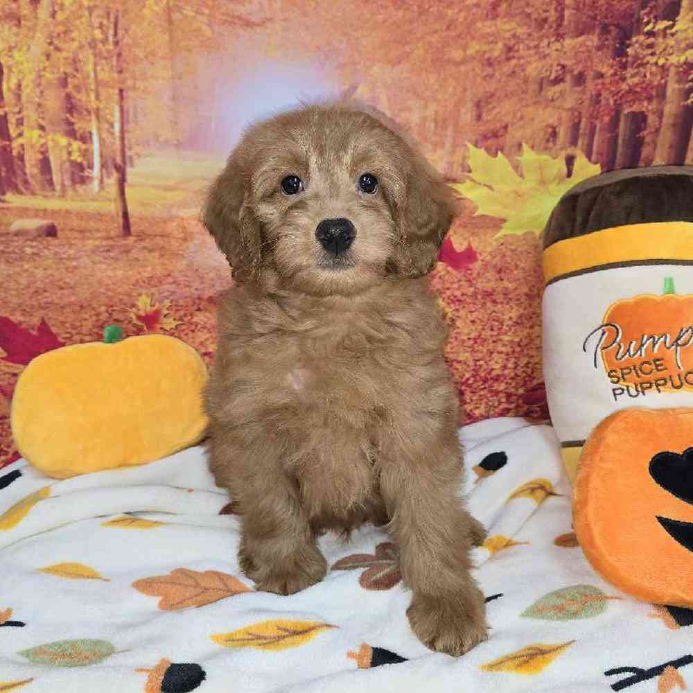 Male Mini Goldendoodle Puppy for Sale in Virginia Beach, VA