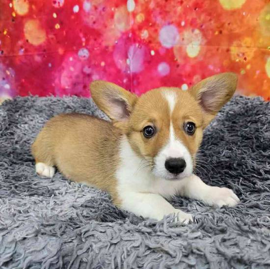 Pembroke Welsh Corgi
