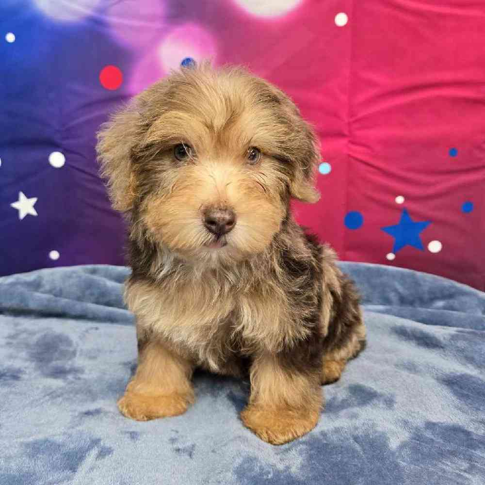 Male Yorkie-Poo Puppy for Sale in Virginia Beach, VA