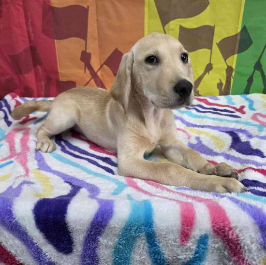 Labrador Retriever