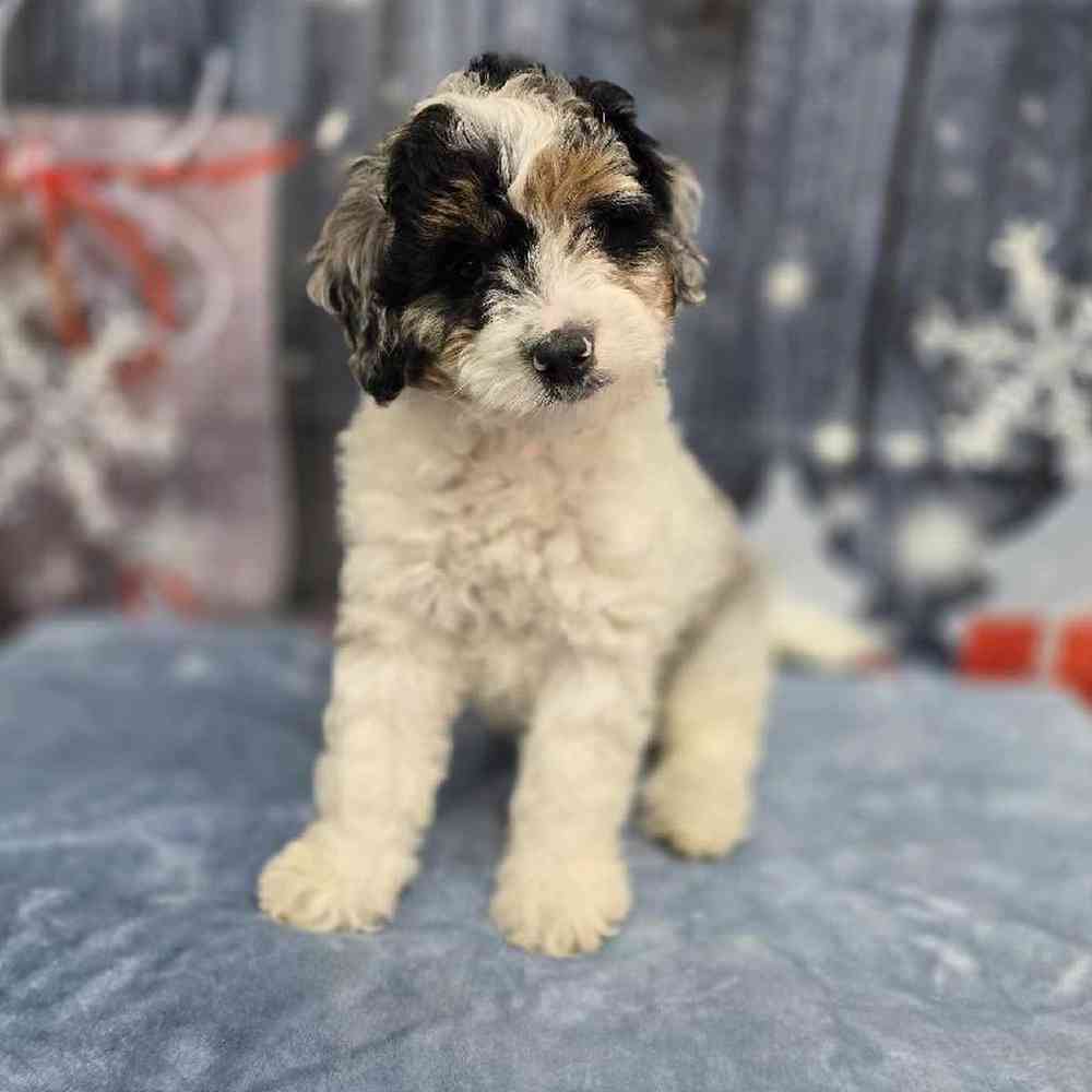 Male Mini Bernadoodle Puppy for Sale in Virginia Beach, VA