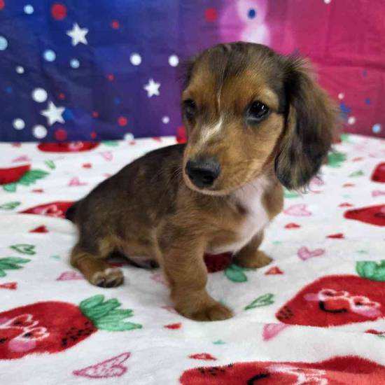 Dachshund