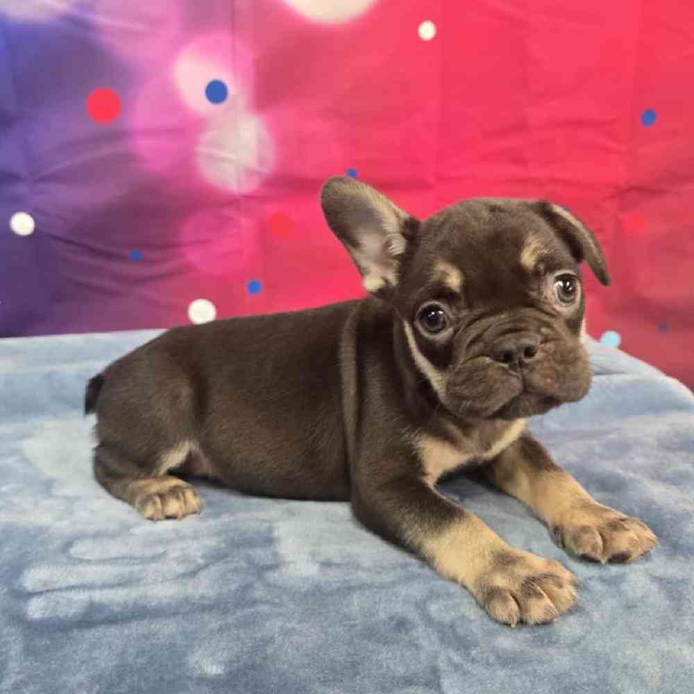 Male French Bulldog Puppy for Sale in Virginia Beach, VA