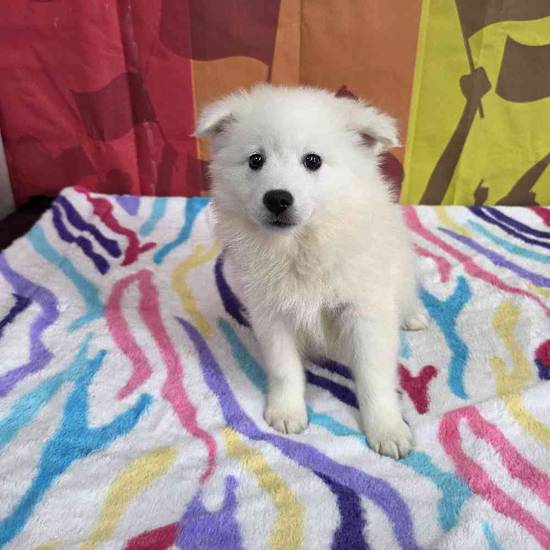 American Eskimo