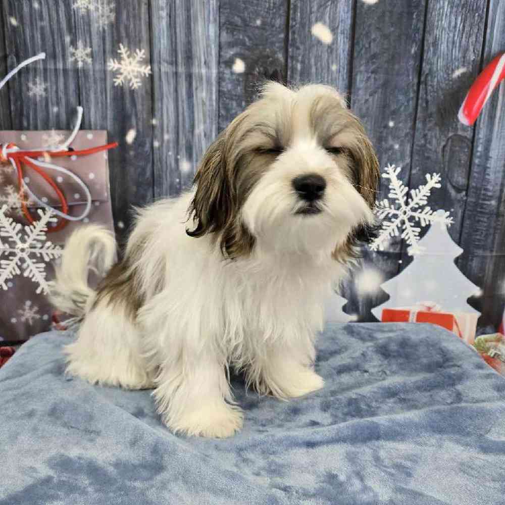 Male Shorkie Puppy for Sale in Virginia Beach, VA