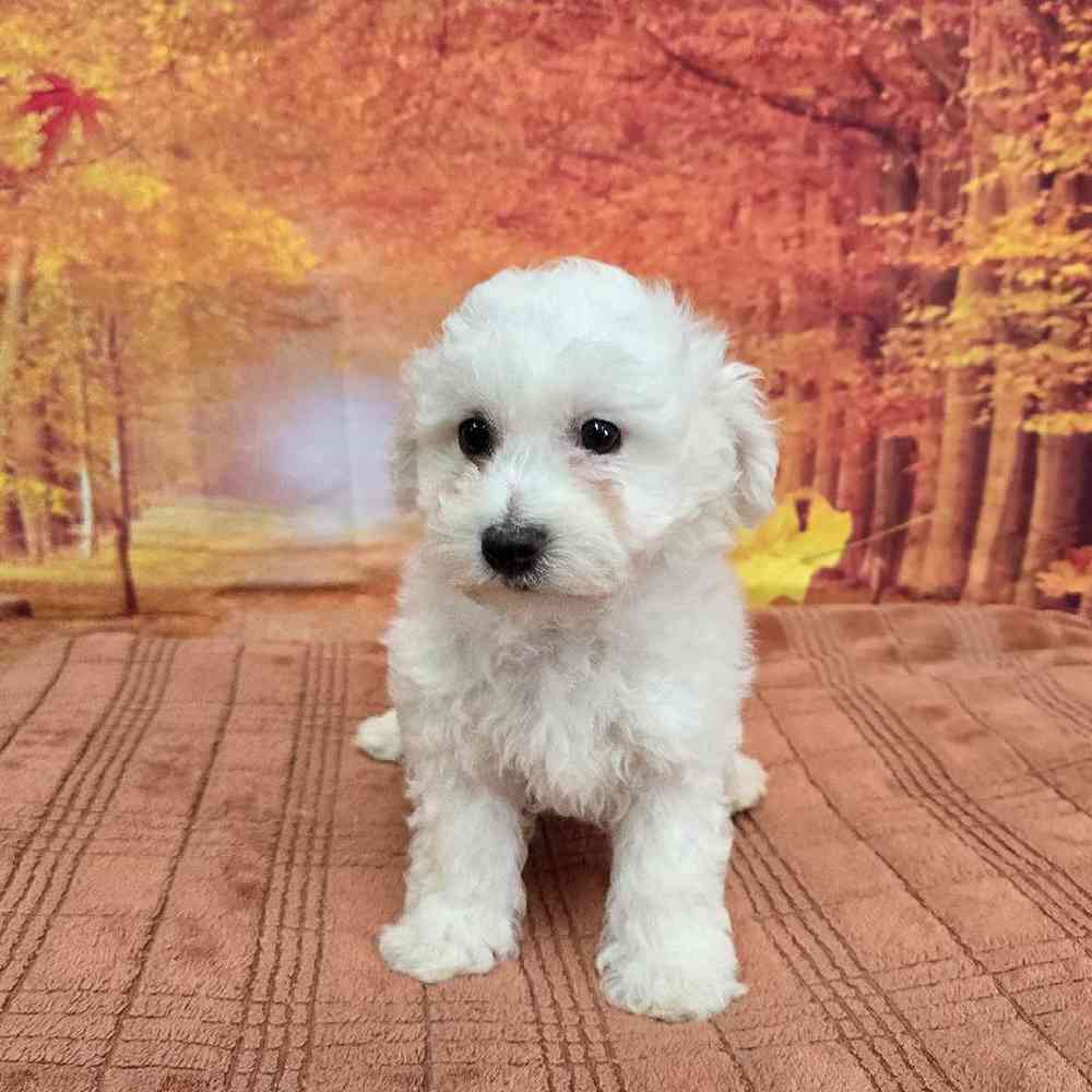 Male Bichon Puppy for Sale in Virginia Beach, VA