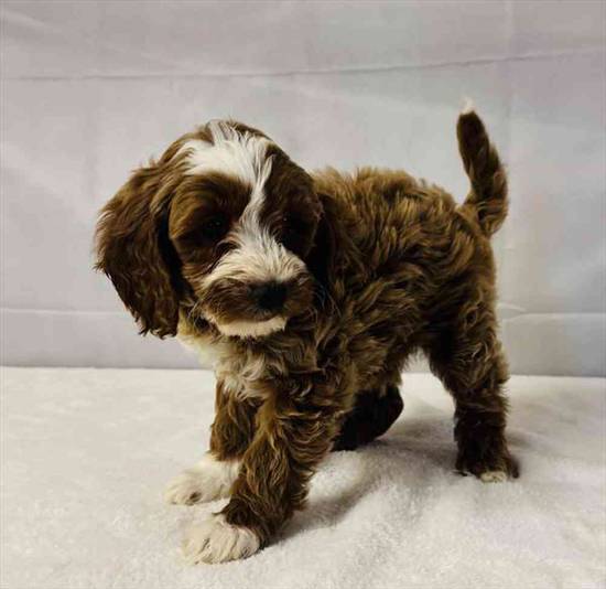 Mini Goldendoodle