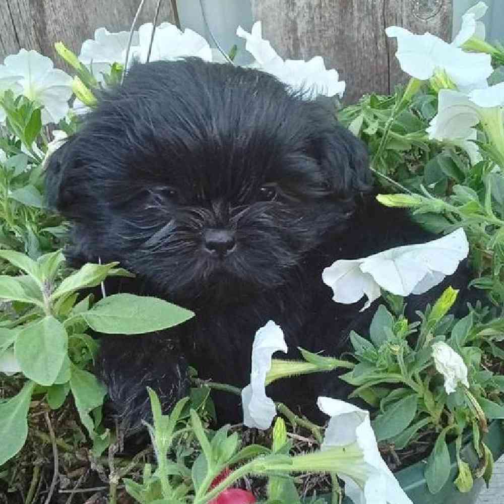 Male Shih Tzu Puppy for Sale in Virginia Beach, VA