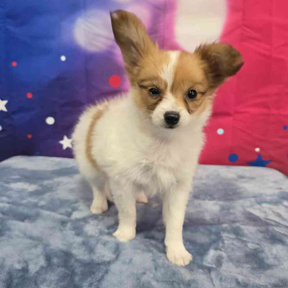 Female Papillon Puppy for Sale in Virginia Beach, VA