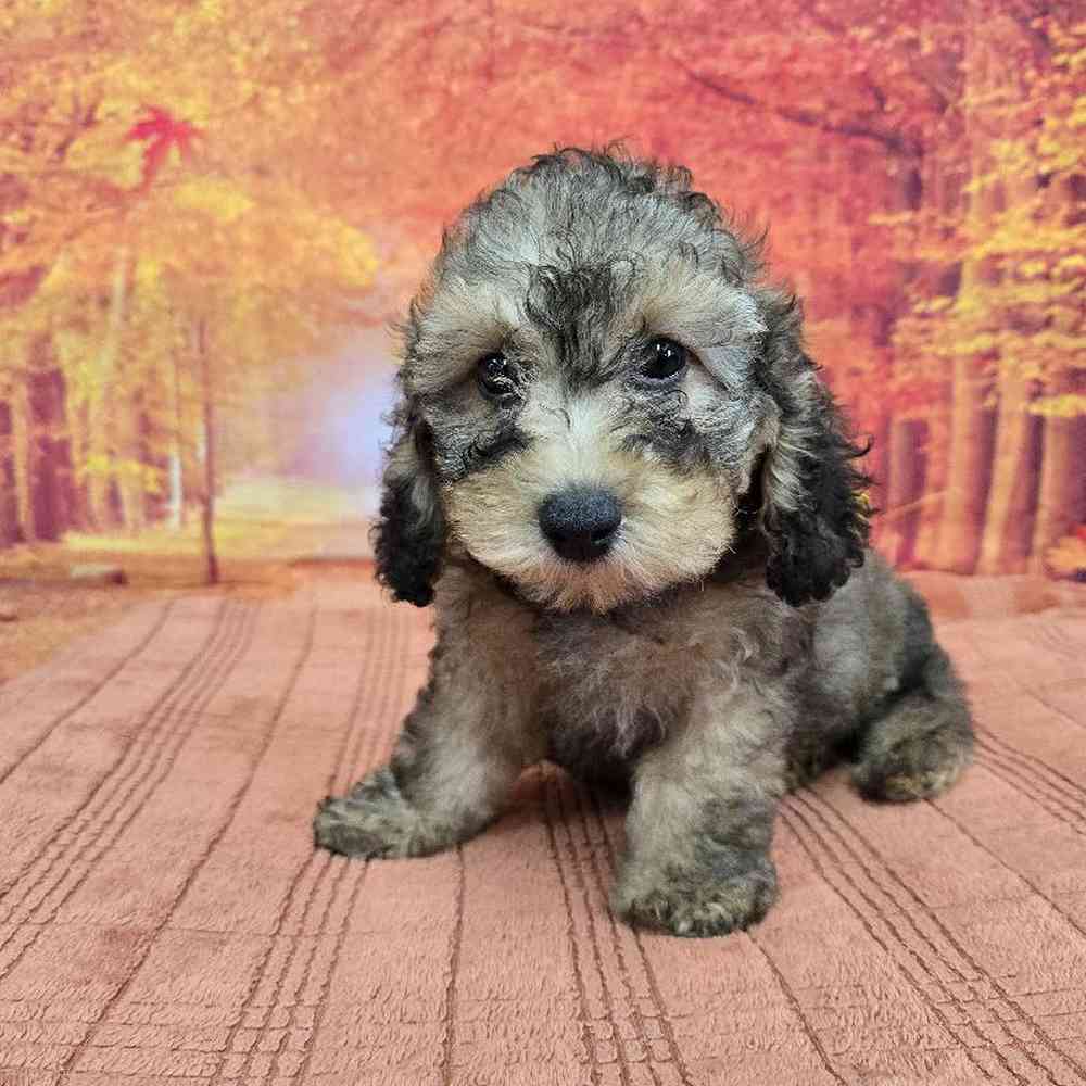 Male Cockapoo Puppy for Sale in Virginia Beach, VA