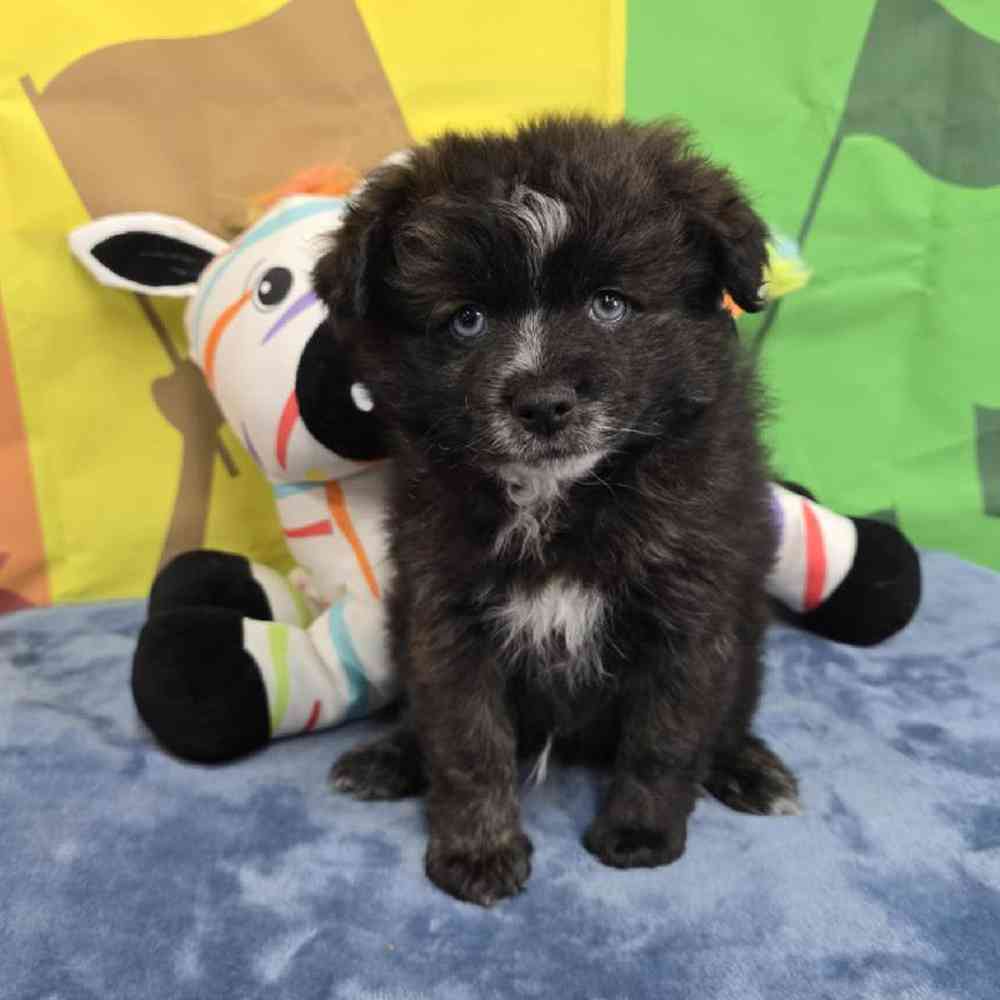 Male Pomsky Puppy for Sale in Virginia Beach, VA
