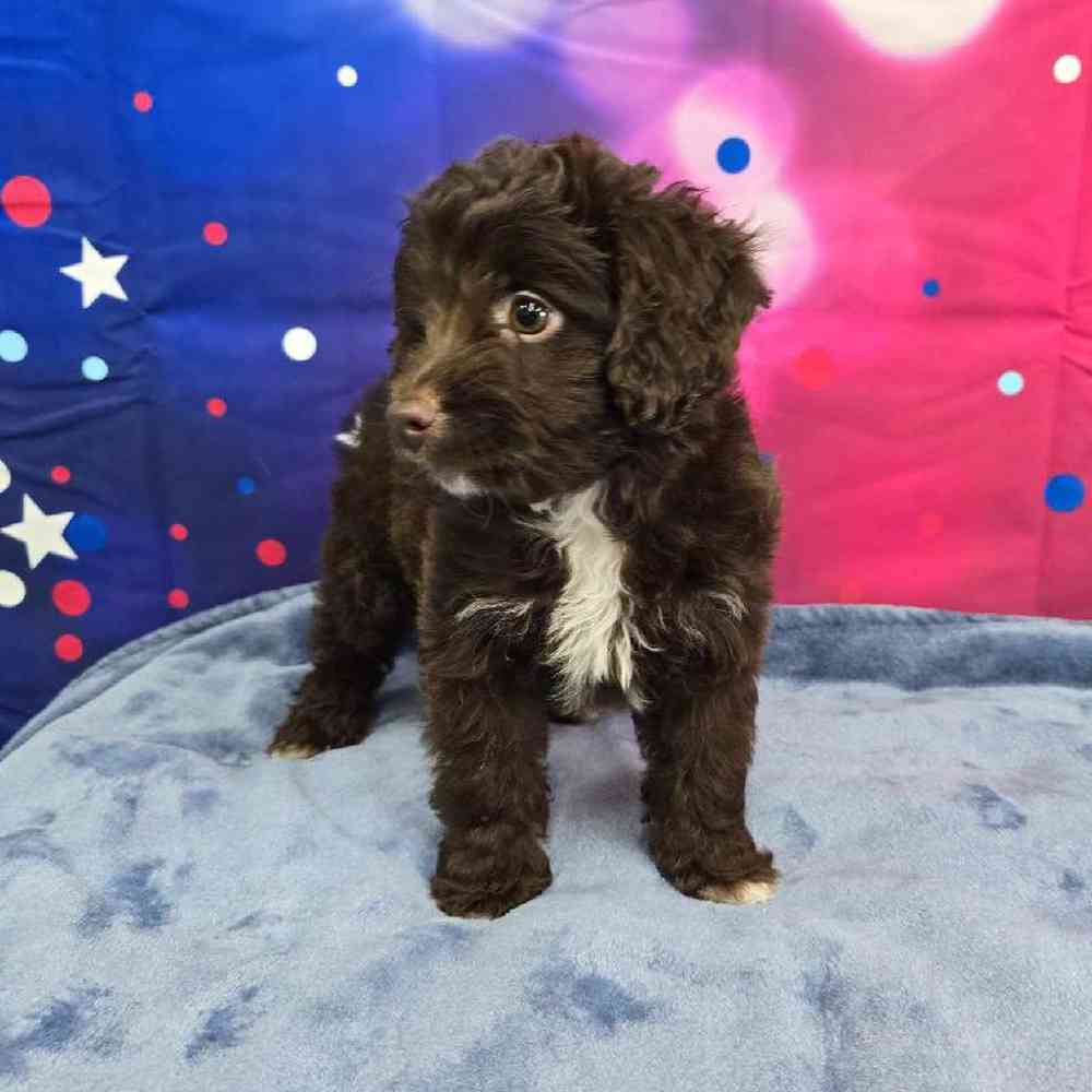 Female Mini Aussiedoodle Puppy for Sale in Virginia Beach, VA