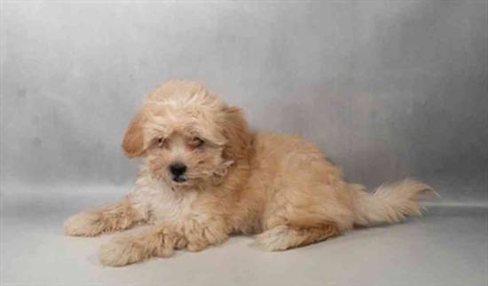 Maltipoo