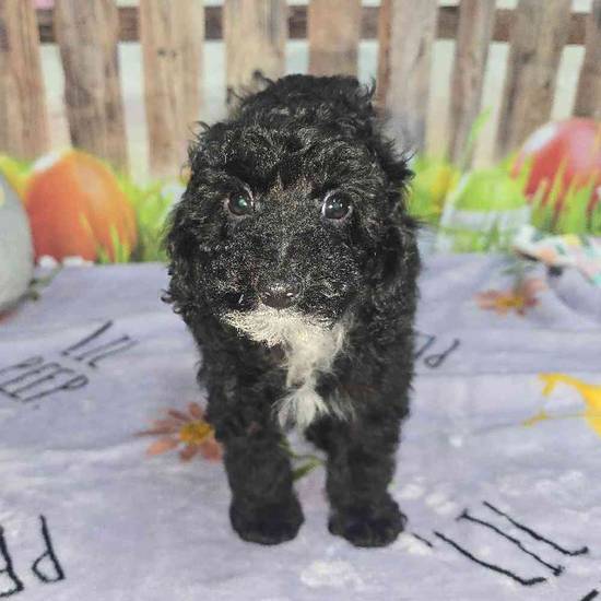 Mini Poodle