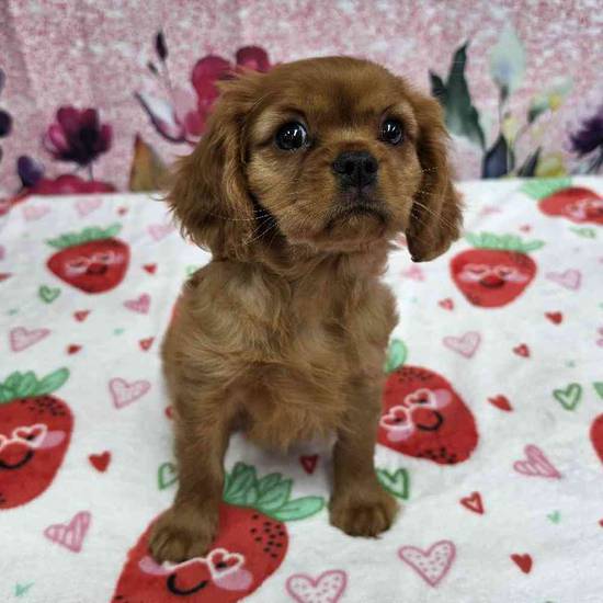 Cavalier King Charles Spaniel