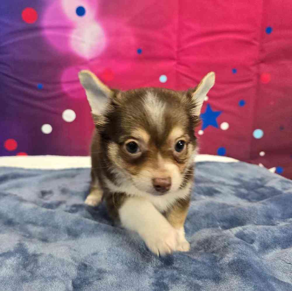 Male Chihuahua Puppy for Sale in Virginia Beach, VA