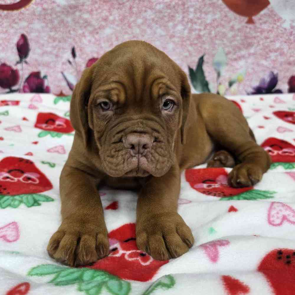 Male Dogue De Bordeaux Puppy for Sale in Virginia Beach, VA