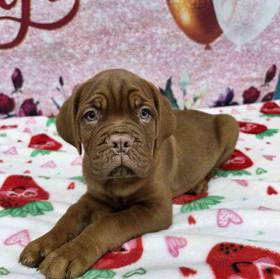 Dogue De Bordeaux