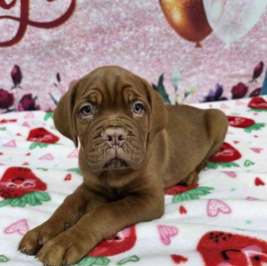 Dogue De Bordeaux