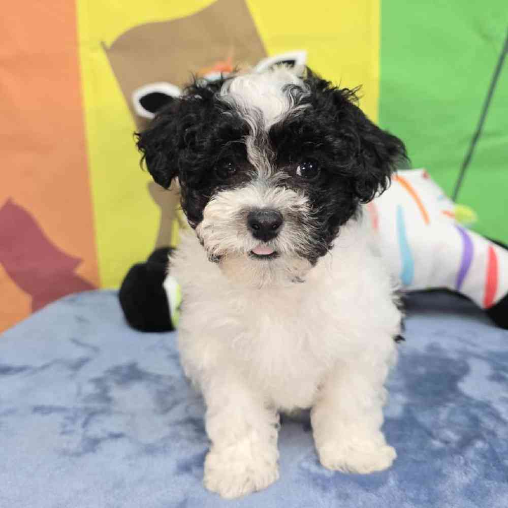 Male Maltipoo Puppy for Sale in Virginia Beach, VA
