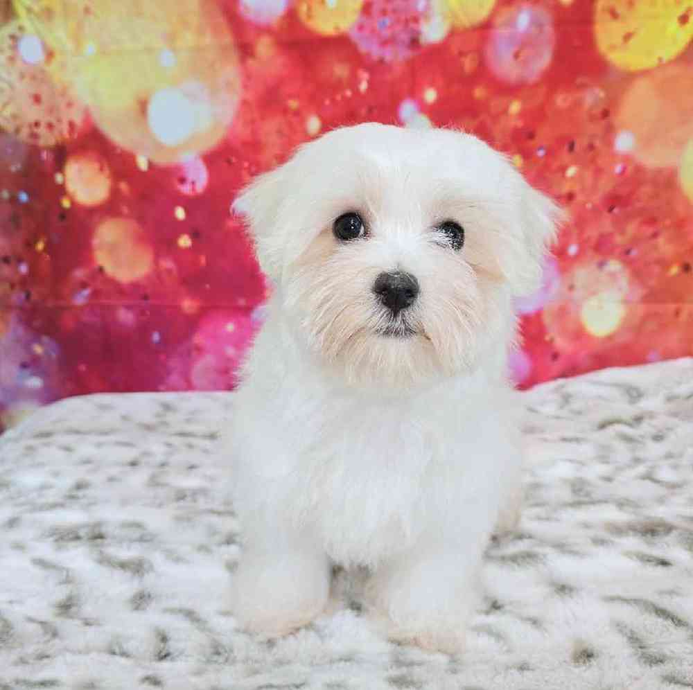 Female Maltese Puppy for Sale in Virginia Beach, VA
