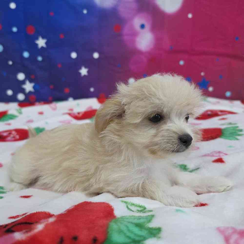 Female Malchi Puppy for Sale in Virginia Beach, VA