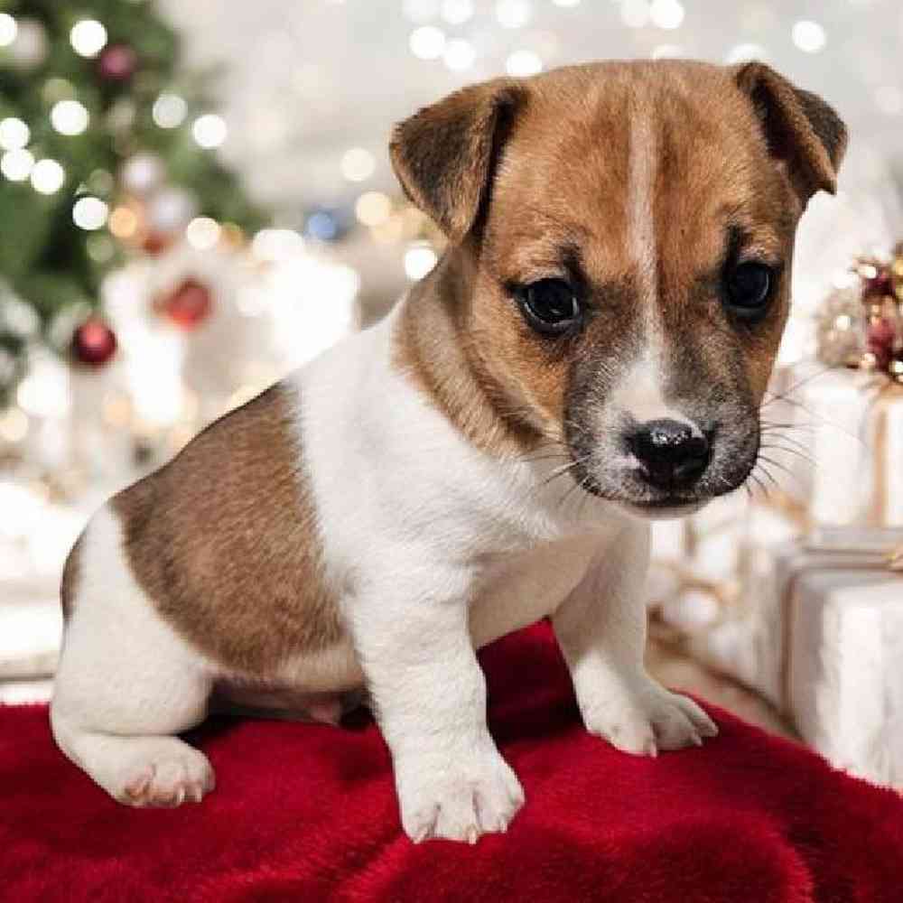 Male Jack Russell Terrier Puppy for Sale in Virginia Beach, VA