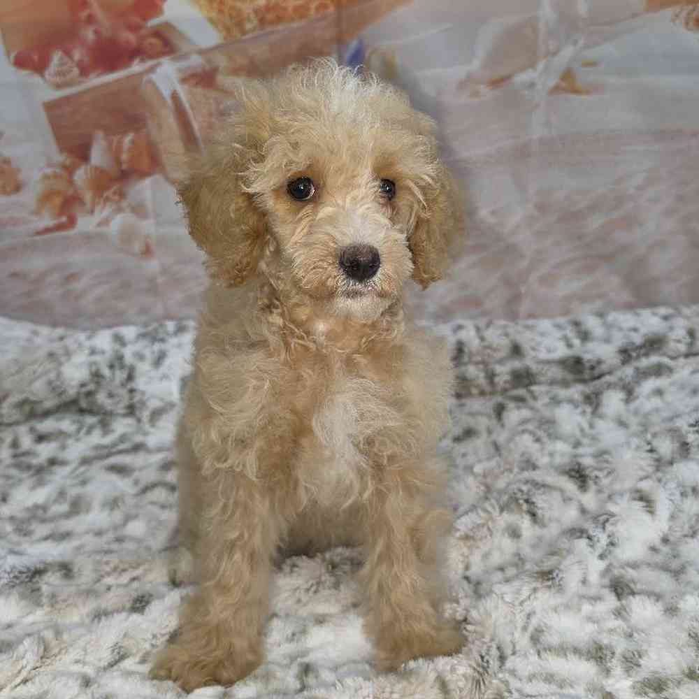 Female Poodle Puppy for Sale in Virginia Beach, VA