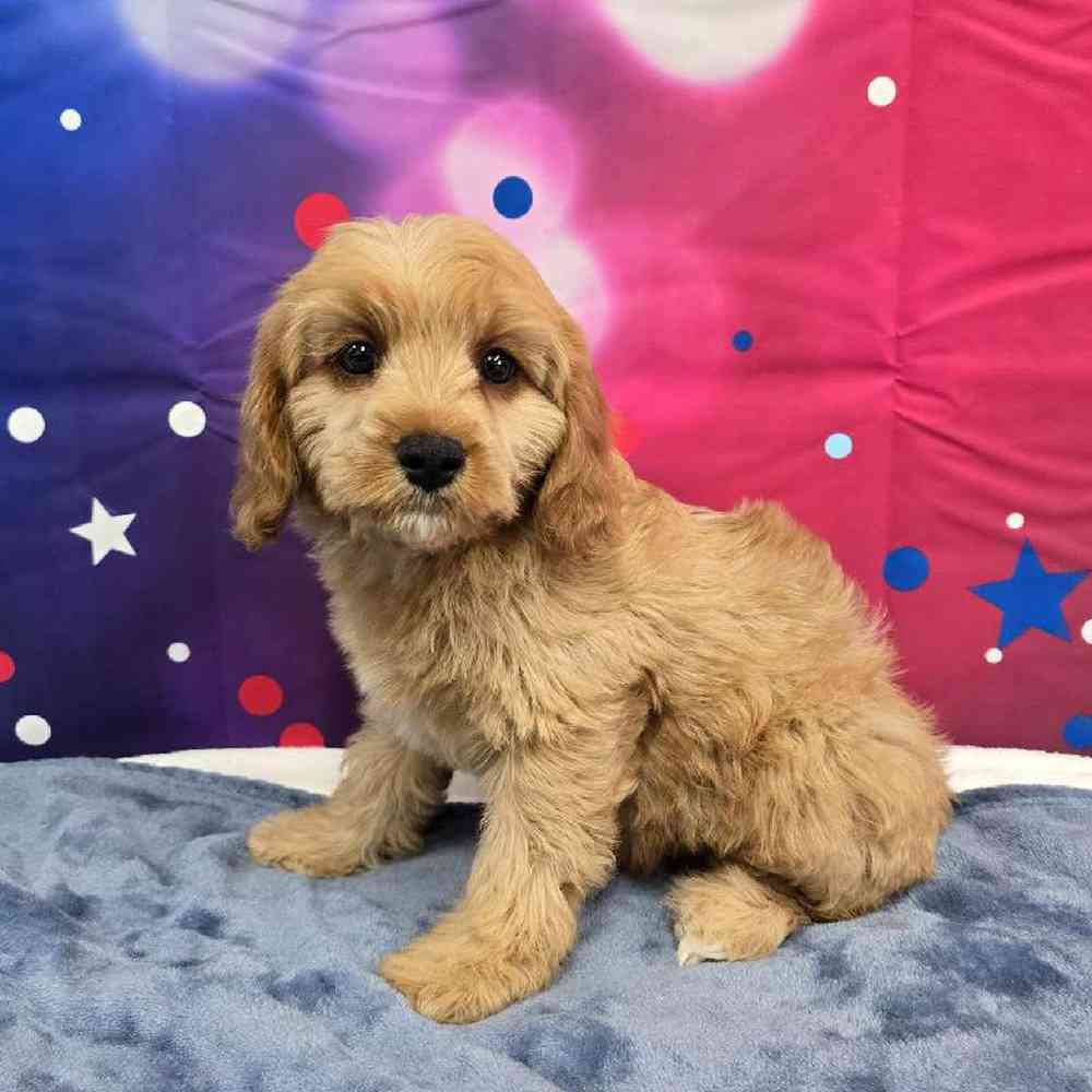 Male Cavapoo Puppy for Sale in Virginia Beach, VA