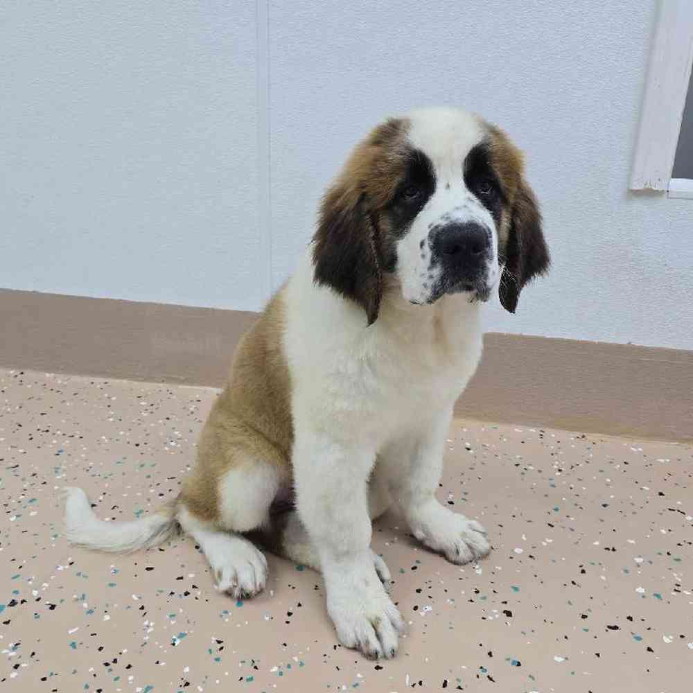 Female Saint Bernard Puppy for Sale in Virginia Beach, VA