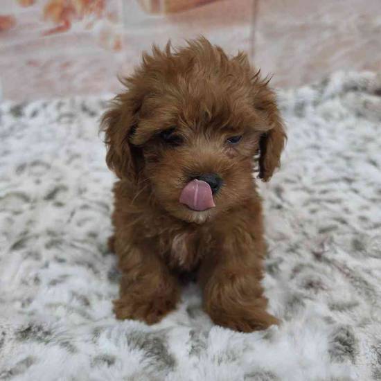 Cavapoo