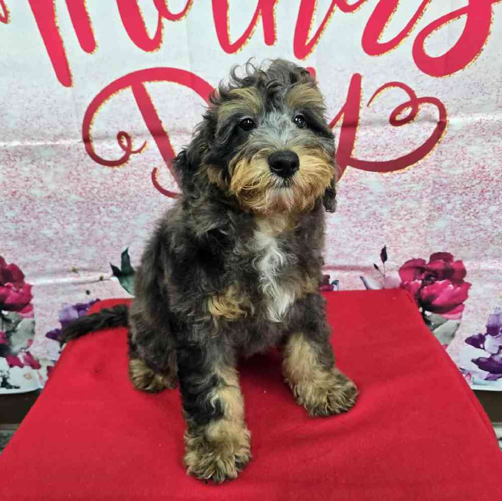 Male Mini Bernadoodle Puppy for Sale in Virginia Beach, VA