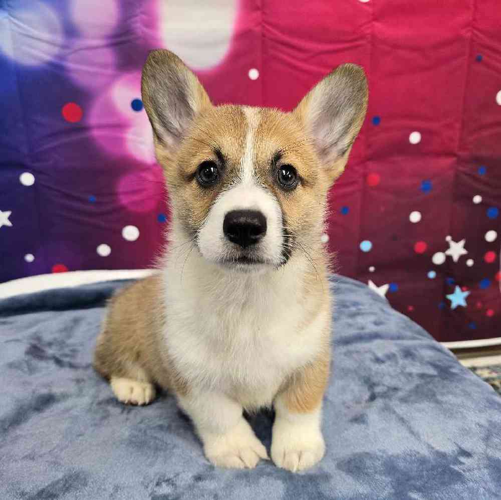 Female Pembroke Welsh Corgi Puppy for Sale in Virginia Beach, VA