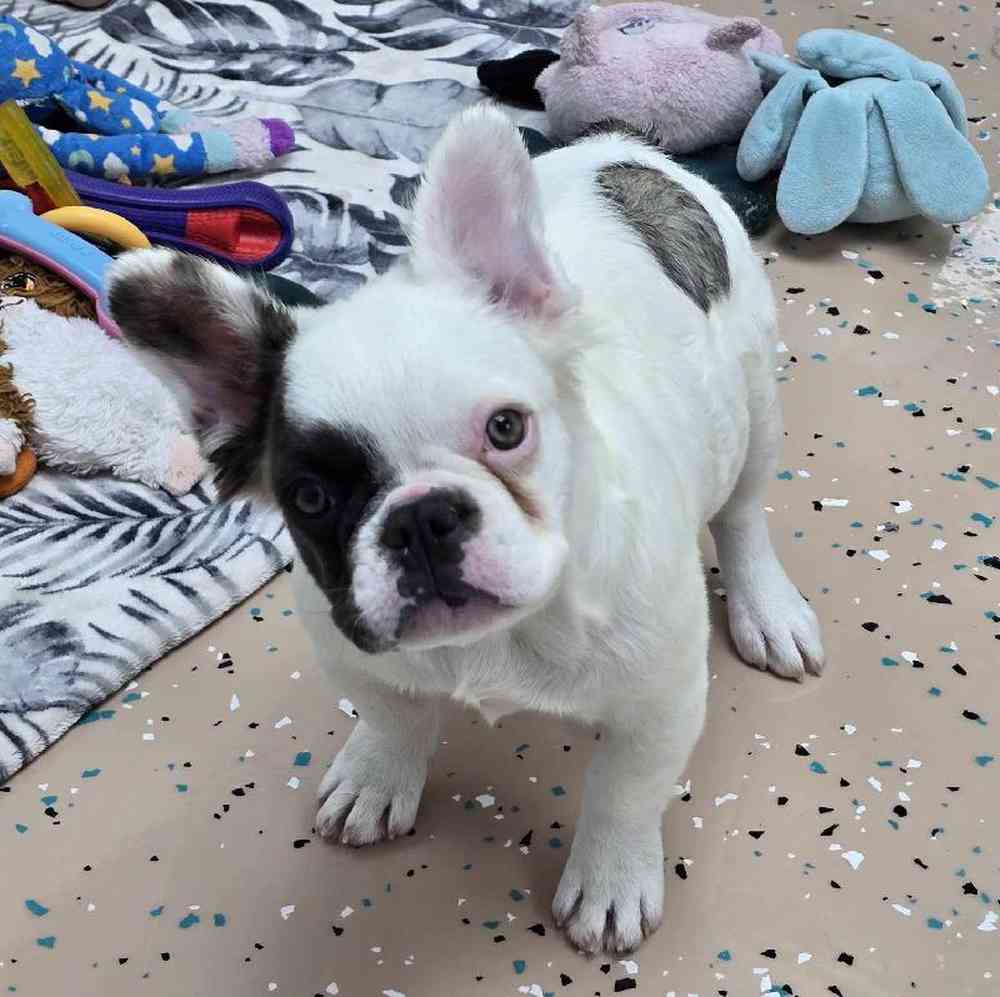 Female French Bulldog Puppy for Sale in Virginia Beach, VA