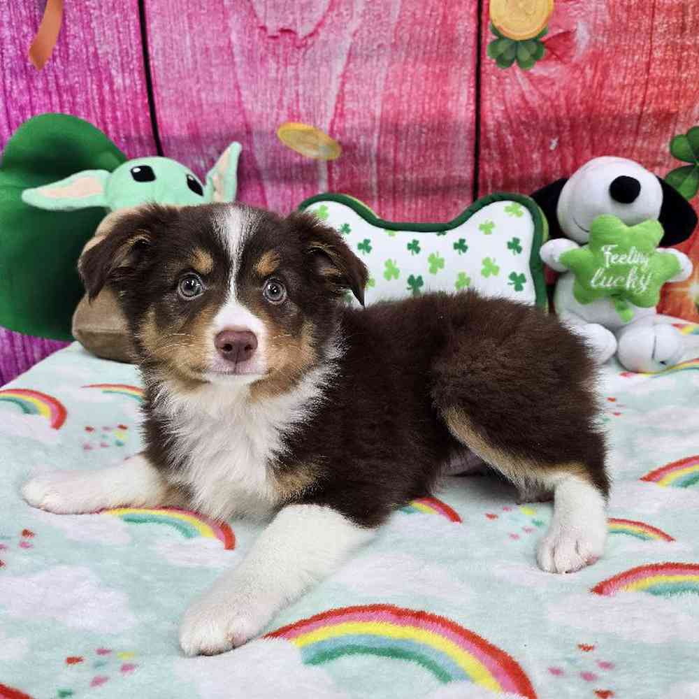 Female Toy Australian Shepherd Puppy for Sale in Virginia Beach, VA