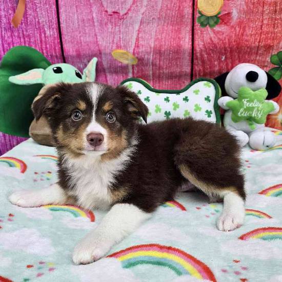Toy Australian Shepherd 