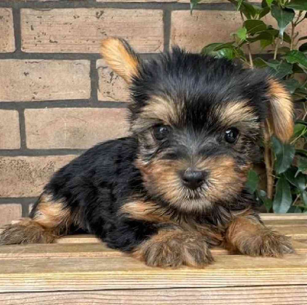 Female Yorkie Puppy for Sale in Virginia Beach, VA