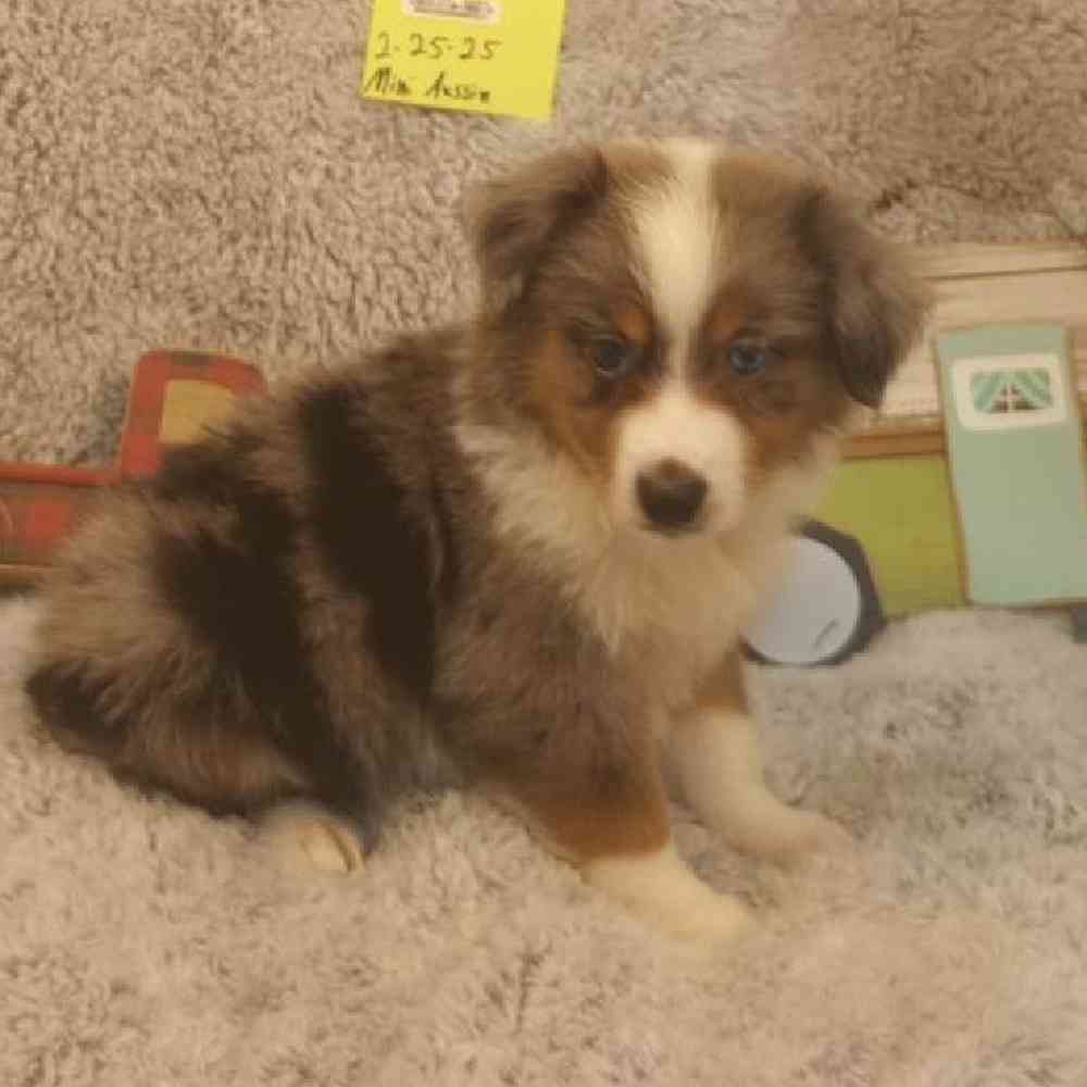 Male Mini Aussie Puppy for Sale in Virginia Beach, VA