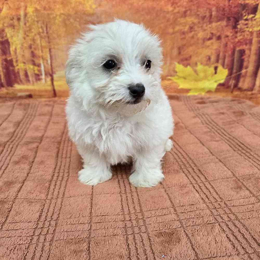 Female Maltese Puppy for Sale in Virginia Beach, VA