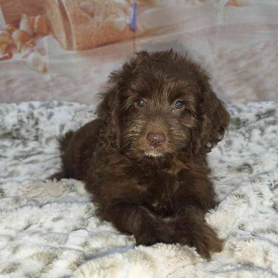 Cavapoo