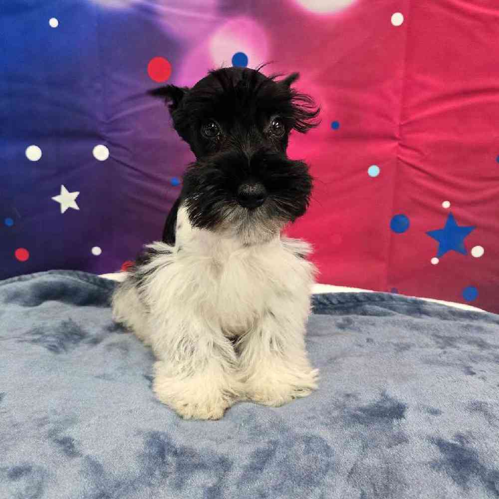 Male Mini Schnauzer Puppy for Sale in Virginia Beach, VA